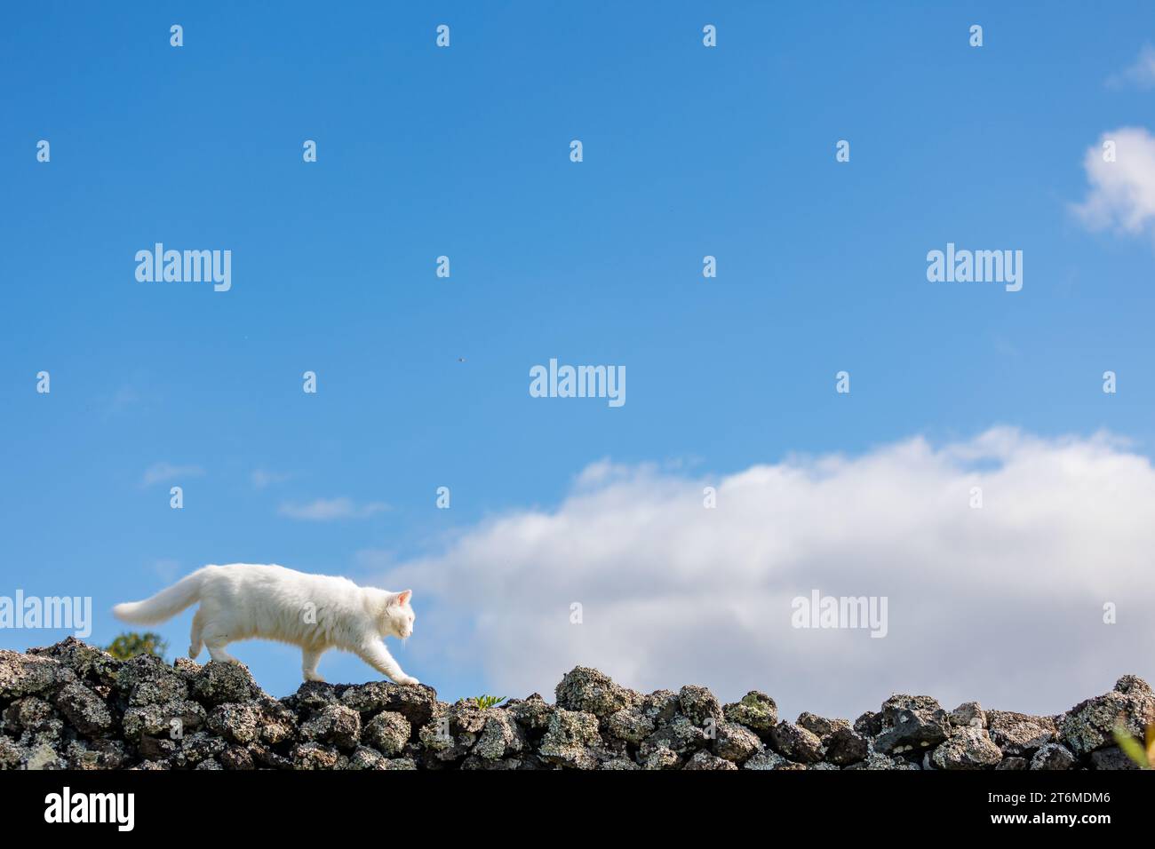 Süße weiße Katze, draußen in der Natur. Stockfoto