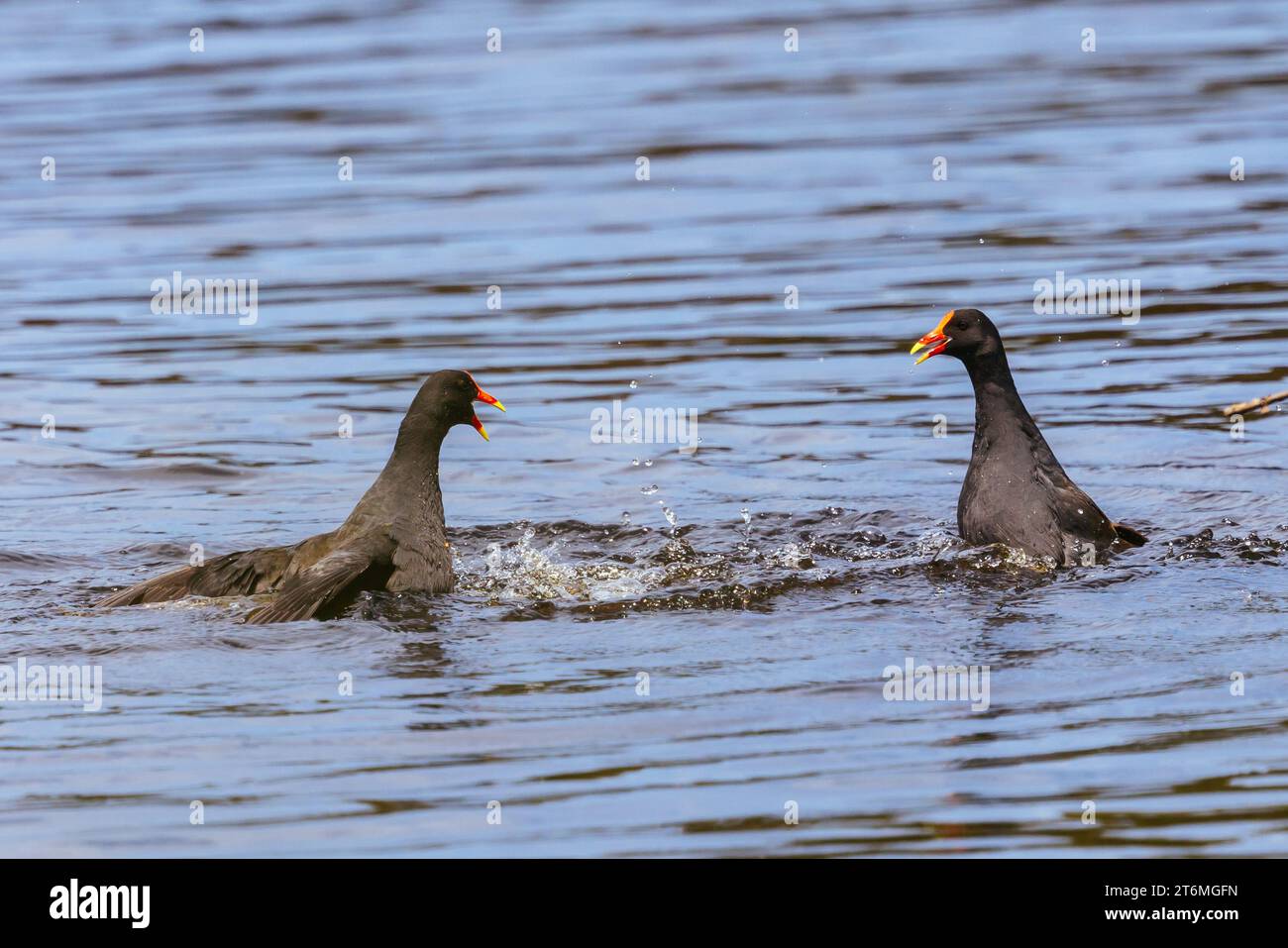 Bei den Coolart Wetlands and Homestead in Somers kämpfen die Moorhens an einem heißen Frühlingstag auf der Mornington Peninsula in Victoria, Australien um ihr Territorium Stockfoto