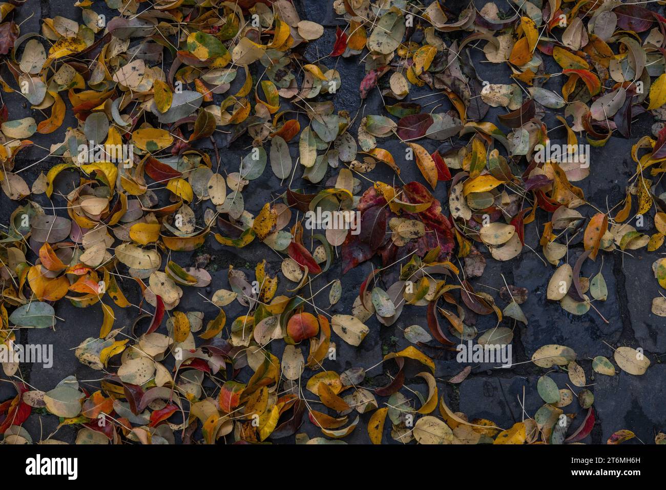 Bunte Herbstblätter auf Kopfsteinpflaster Stockfoto