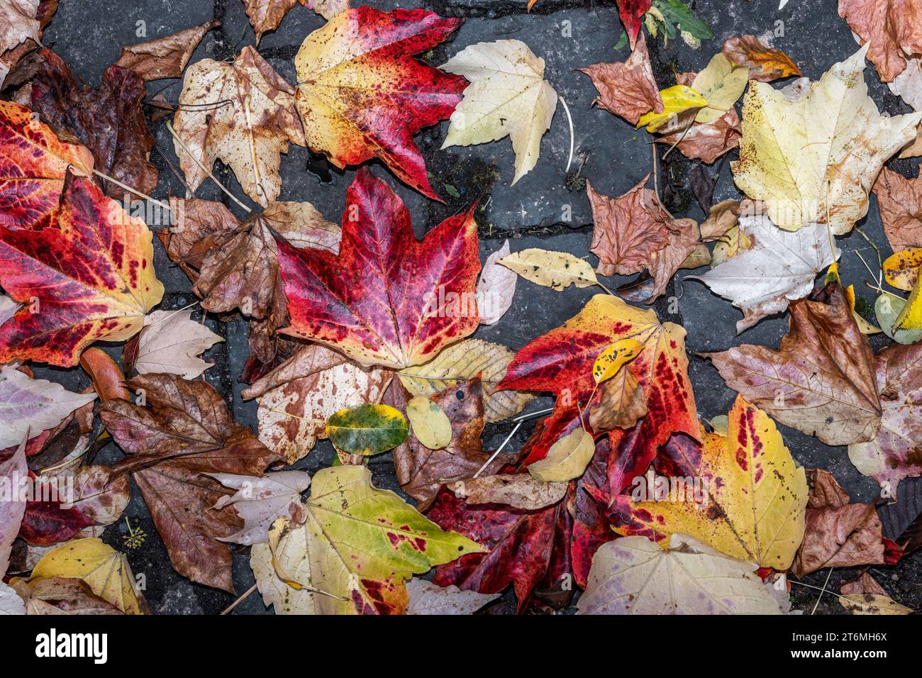 Bunte Herbstblätter auf Kopfsteinpflaster Stockfoto