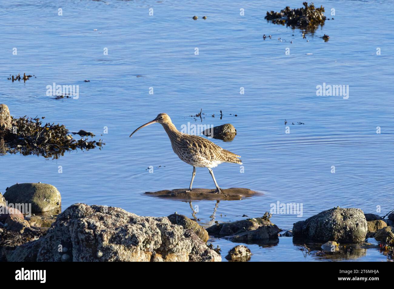 Der Curlew ist der größte der Watvögel Großbritanniens mit einem charakteristischen langen Schnabel, um Sand und Boden auf Wirbellose zu untersuchen. Sie brüten im Landesinneren Stockfoto