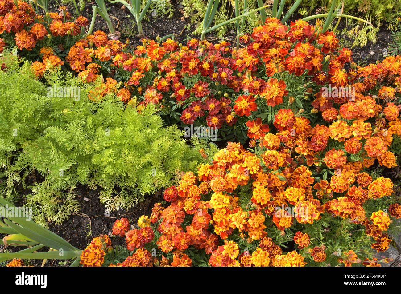 Fyvie Castle, Fyvie, Aberdeenshire, Schottland. Begleitende Anpflanzung von Ringelblumen und Karotten im ummauerten Garten der schottischen Früchte im August. Stockfoto