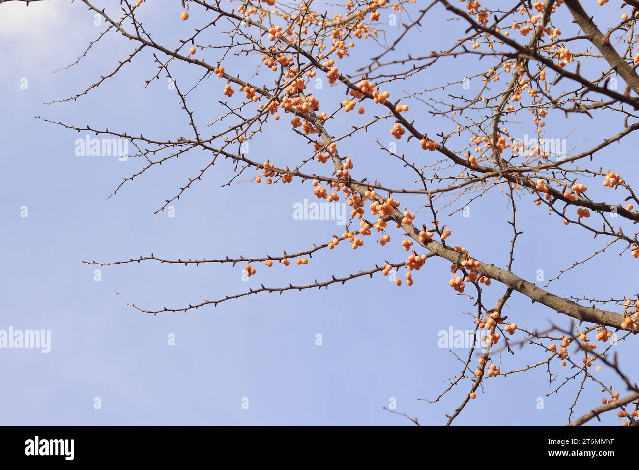 Ginkgobaum im Herbst. Orangenfrüchte auf Ästen gegen den Himmel. Jahreszeitliche Veränderungen in der Natur. Reife Ginkgo-Früchte Stockfoto
