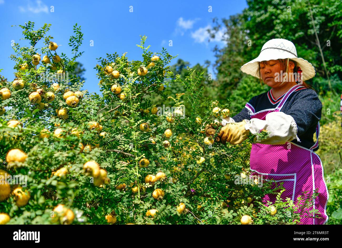 (231111) -- GUIYANG, 11. November 2023 (Xinhua) -- Ein Bauer sammelt Cili-Früchte im Dorf Chaxiang im County Longli, südwestchinesische Provinz Guizhou, 1. September 2023. Cili (Rosa roxburghii), was auf Chinesisch „Dornbirne“ bedeutet, ist eine gelbliche, stachelige Frucht, die für ihren reichen Vitamin-C-Gehalt und verschiedene Ernährungsvorteile bekannt ist. Diese unverwechselbare Frucht ist ein Markenprodukt der Bergregionen im Südwesten Chinas in Guizhou. Derzeit ist die Cili-Produktion ein wichtiger Faktor bei der Förderung der ländlichen Revitalisierung im Longli County, Provinz Guizhou. Das Anbaugebiet der Cili wurde erweitert Stockfoto
