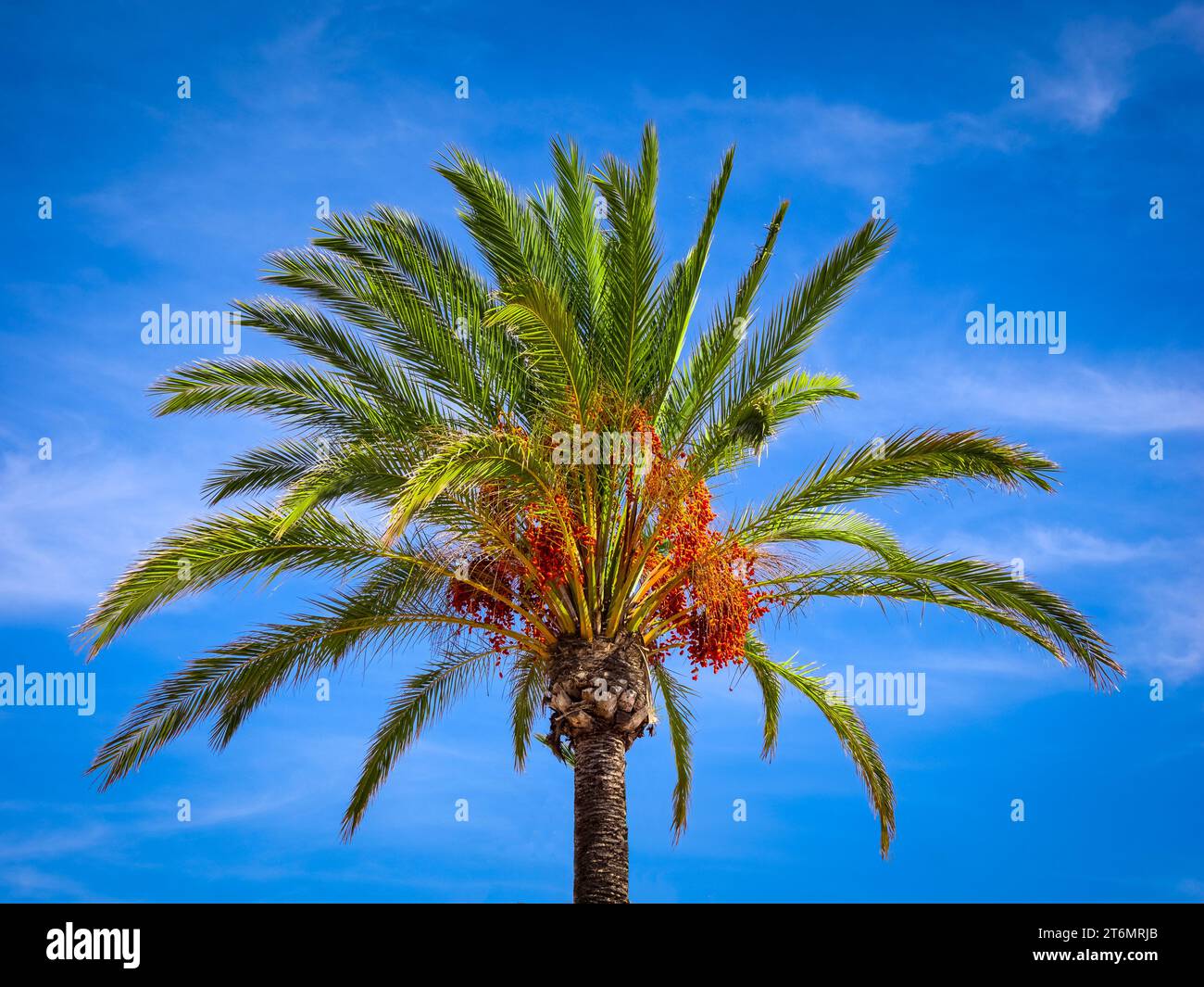 Single Date Palme Aganist ein blauer Himmel Hintergrund Stockfoto