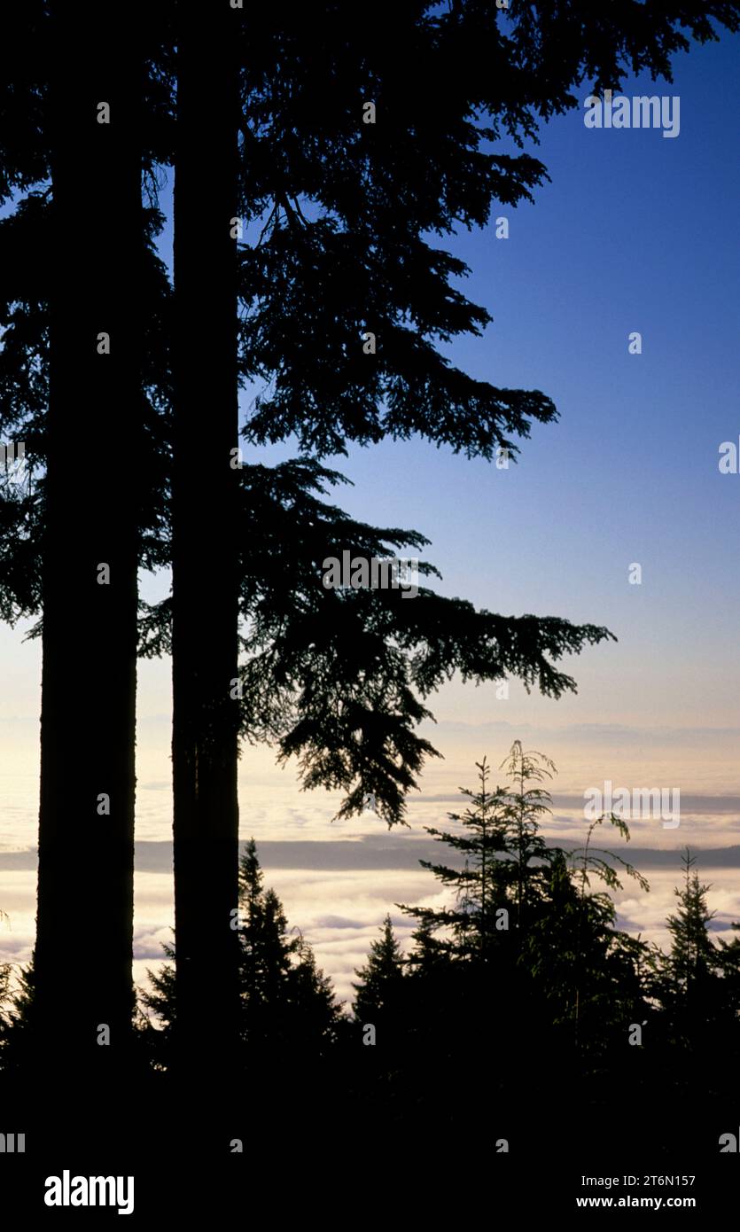 Tannensilhouette mit Nebel über Puget Sound vom Mt Walker Aussichtspunkt, Olympic National Forest, Washington Stockfoto