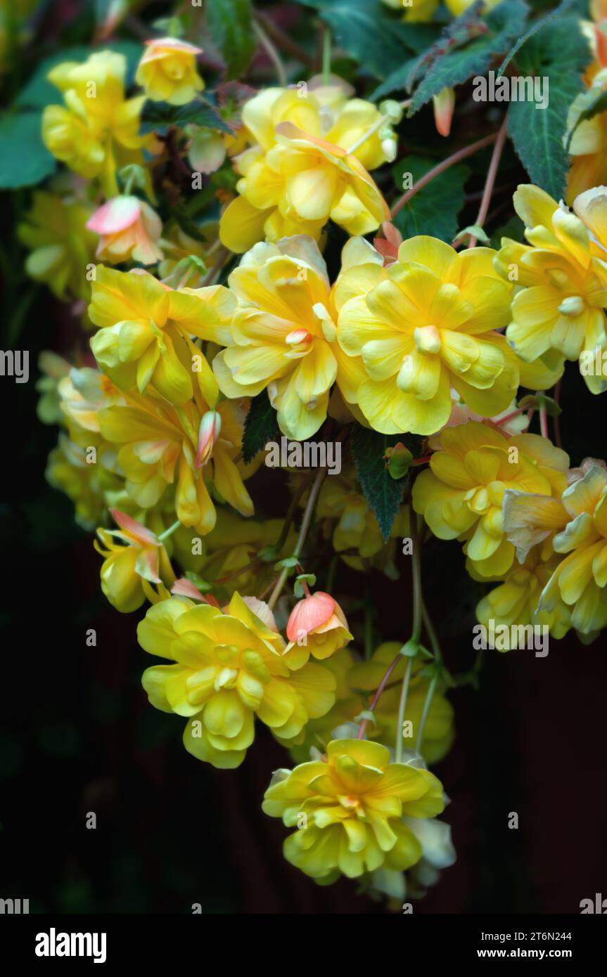 Üppiger Sommer mit gelber Begonia in einem Hängekorb. Stockfoto