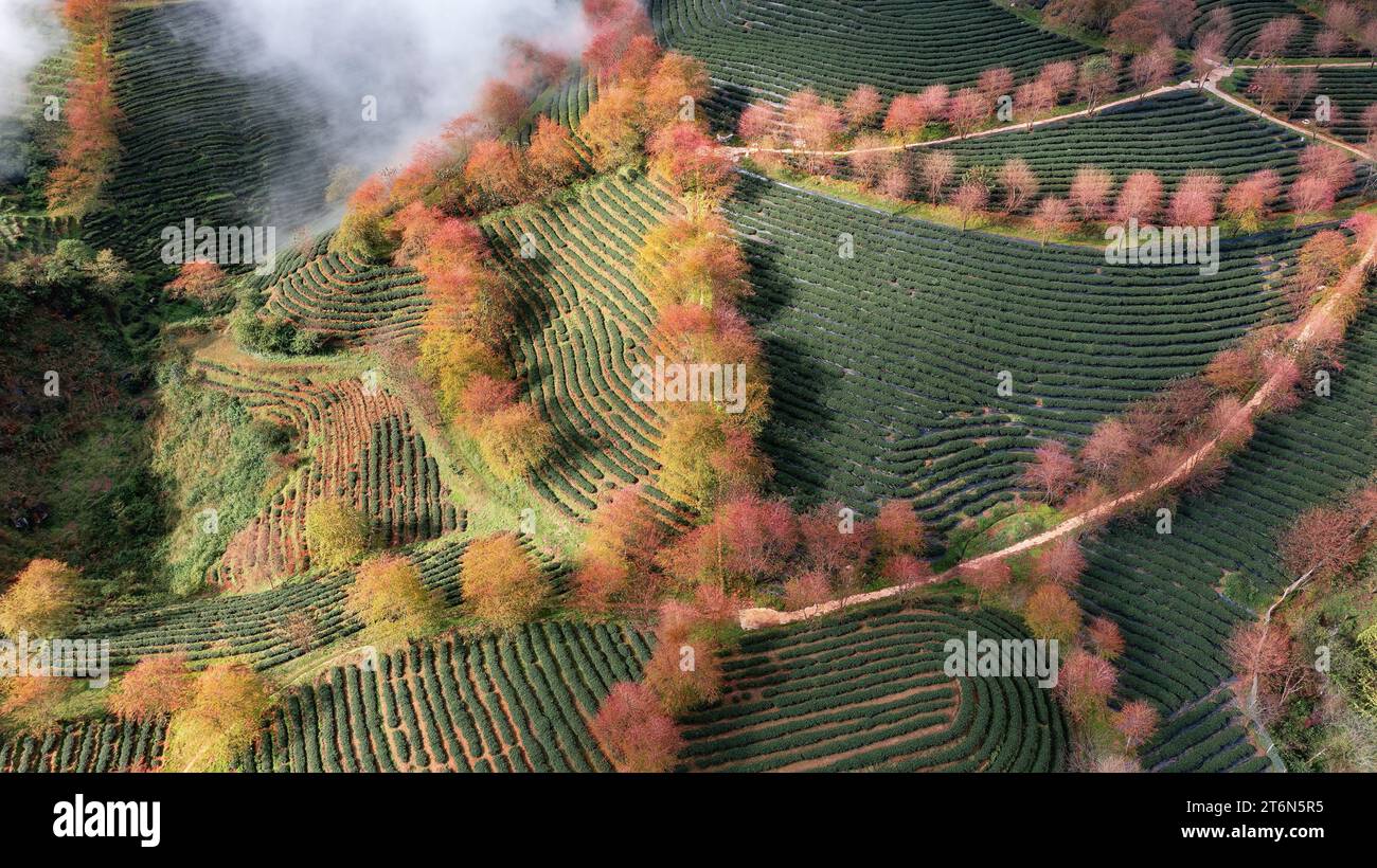 Kirschblüte und Teehügel in Sapa, Vietnam. SA Pa war eine Grenzstadt und Hauptstadt des ehemaligen Sa Pa Distrikts in der Provinz Lao Cai im Nordwesten von Vie Stockfoto