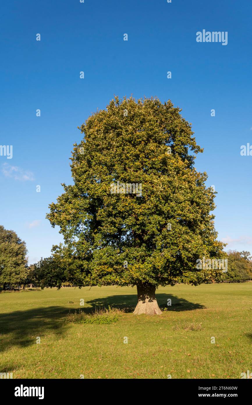 Eine englische Eiche, Quercus robur, im Hirschpark bei Holkham im Norden Norfolk. Stockfoto