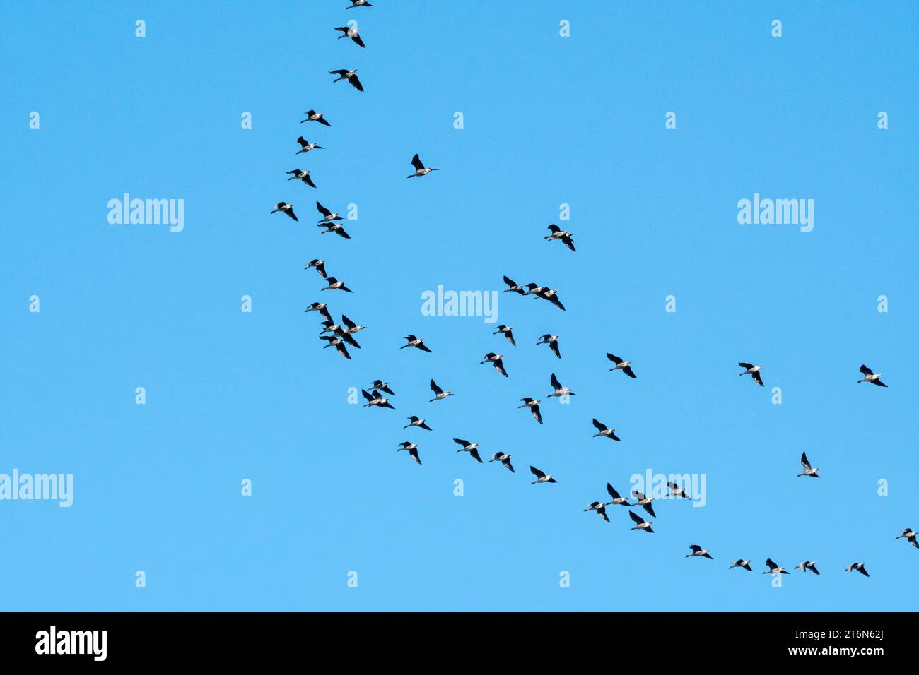 Sträuße von Rosafußgänsen, Anser brachyrhynchus, fliegen im Herbst über Norfolk. Stockfoto