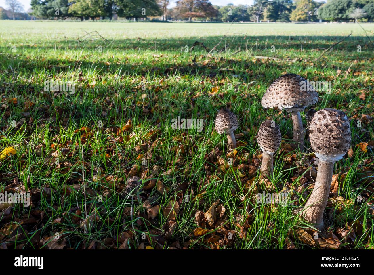 Parasol Pilz, Macrolepiota procera, wächst im Hirschpark in Holkham, Norfolk. Stockfoto
