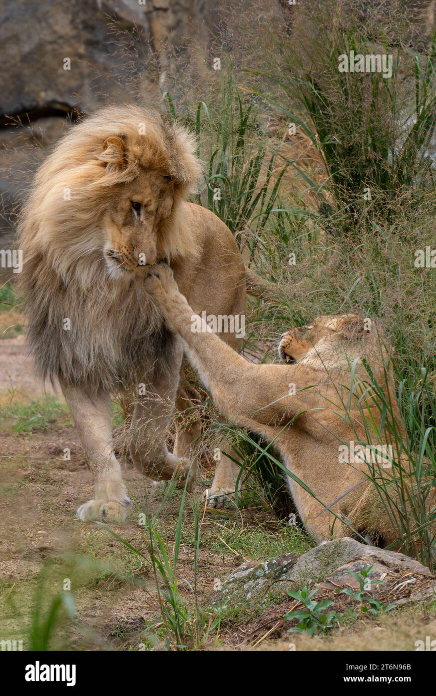 Löwe - Panthera leo, wunderschönes, ikonisches Tier aus afrikanischen Savannen, Amboseli, Kenia. Stockfoto
