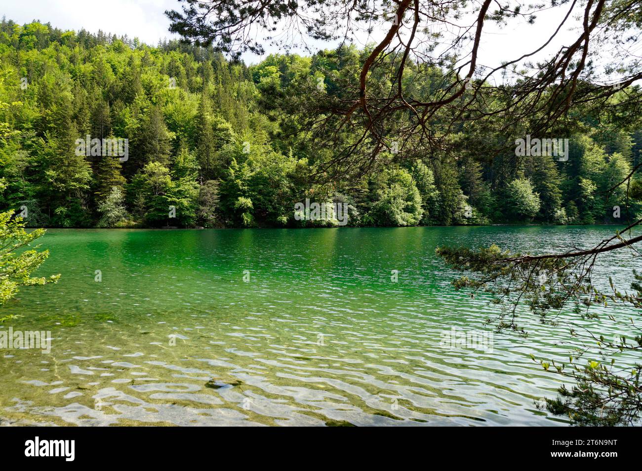 Durchsichtiges smaragdgrünes Wasser des Alatsees in Füssen mit den Bayerischen Alpen spiegelt sich im grünen Wasser und dem saftig grünen Quellwald Stockfoto