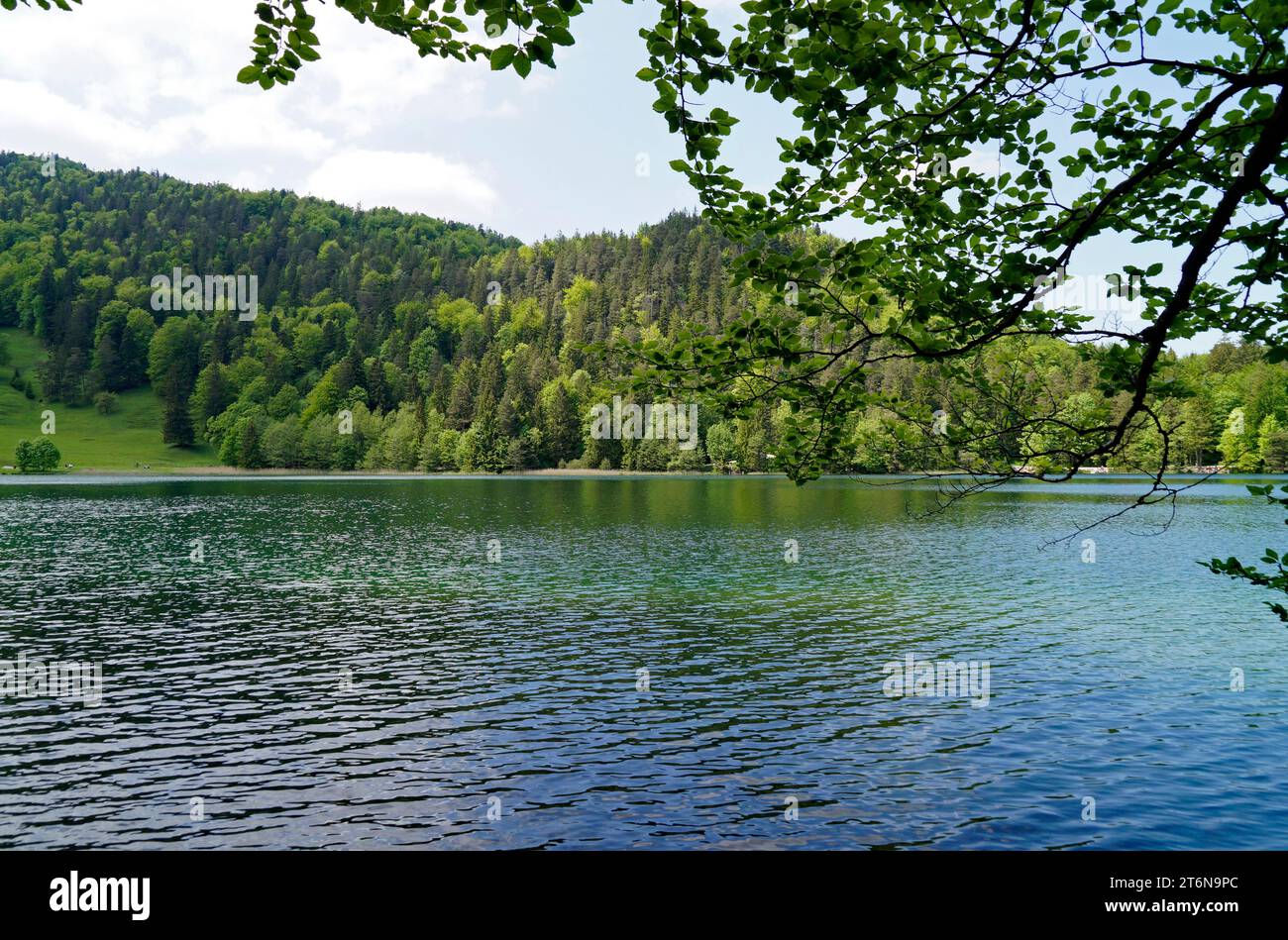 Durchsichtiges smaragdgrünes Wasser des Alatsees in Füssen mit den Bayerischen Alpen spiegelt sich im grünen Wasser und dem saftig grünen Quellwald Stockfoto