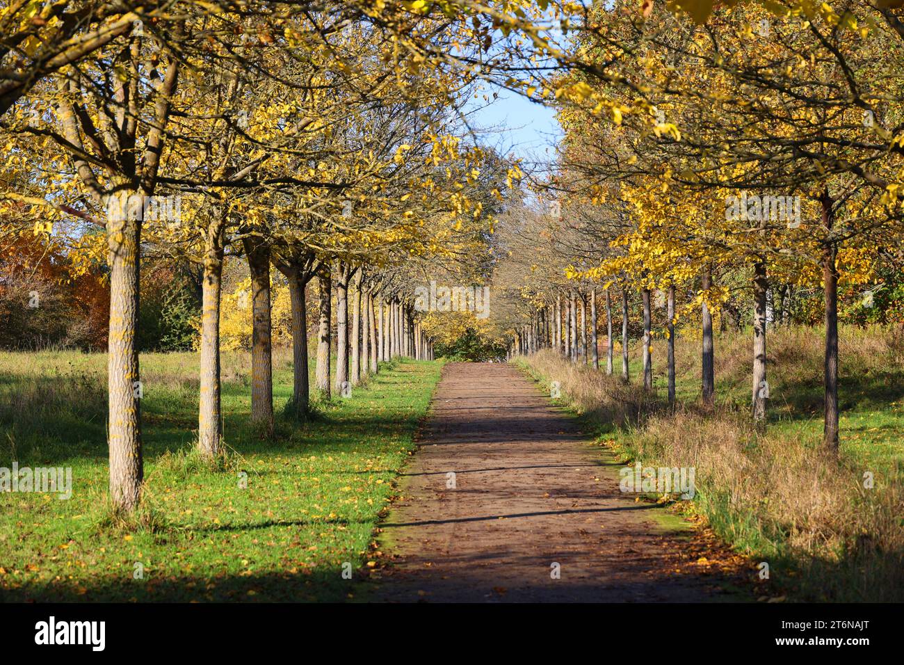 Goldener Herbst-Maulbeerbäume in einem Berliner Park bei schönem Wetter, Deutschland Stockfoto