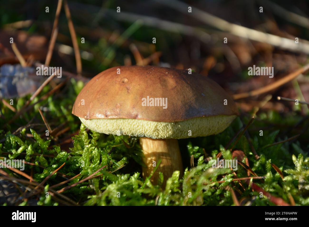 Einreihige Bolete. Imleria badia Pilhroom stehend hoch in moosbewachsener Umgebung. Stockfoto