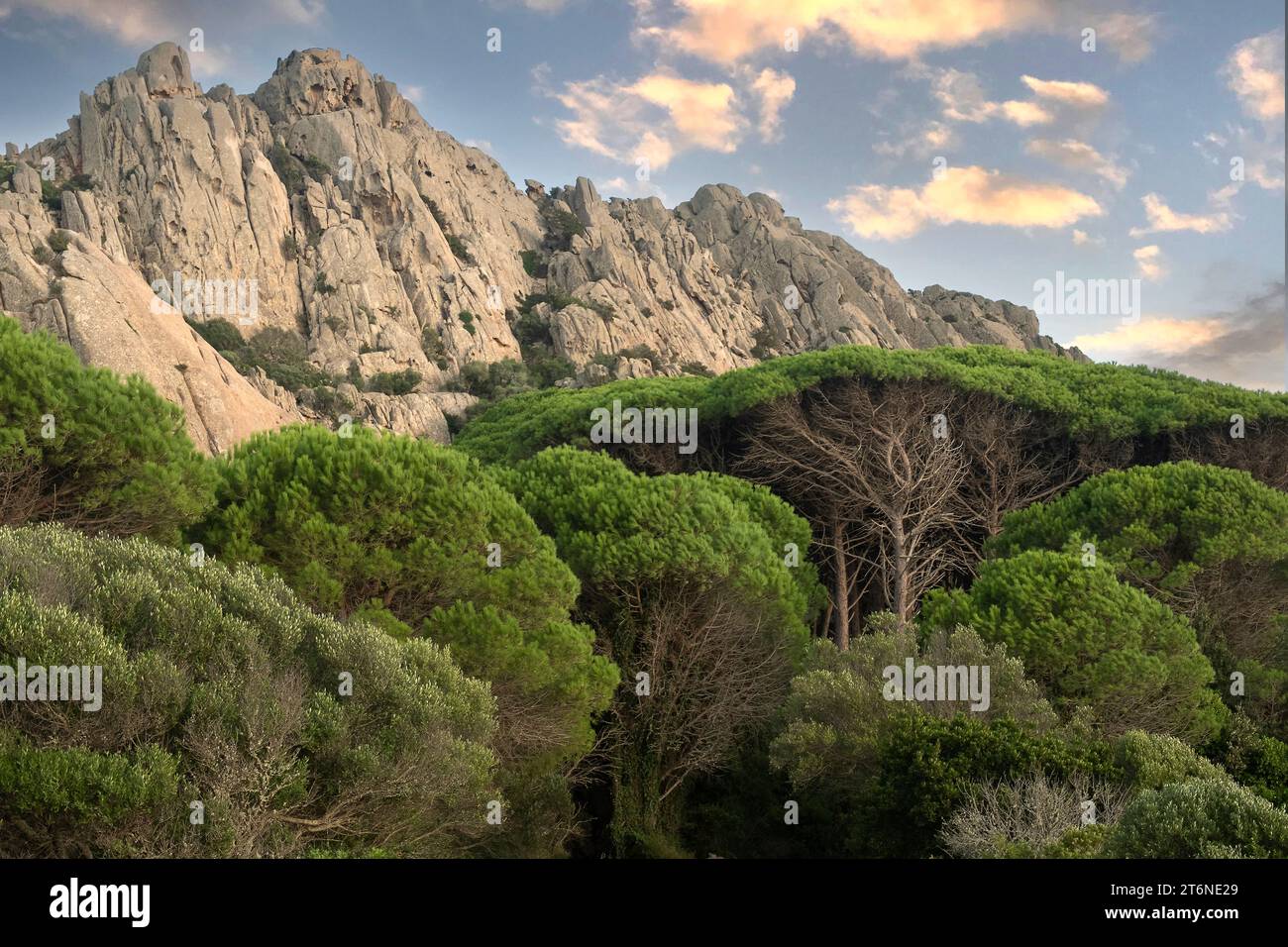 Kiefernwald und felsiger Berg auf der Insel Caprera, Sardinien, Italien Stockfoto