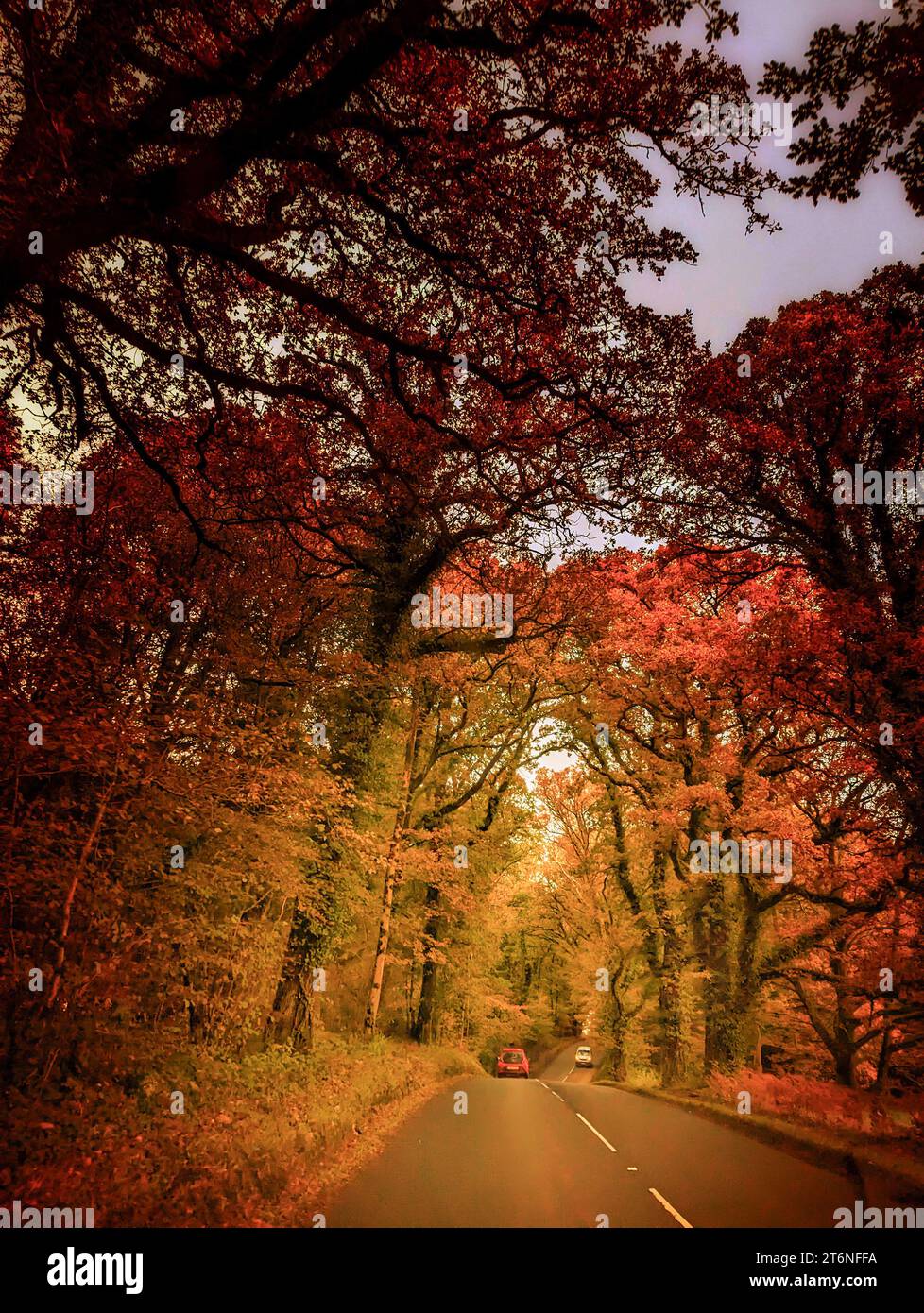 Devon, Großbritannien. November 2023. Bäume mit Herbstlaub in Devon Credit: Thomas Faull/Alamy Live News Stockfoto