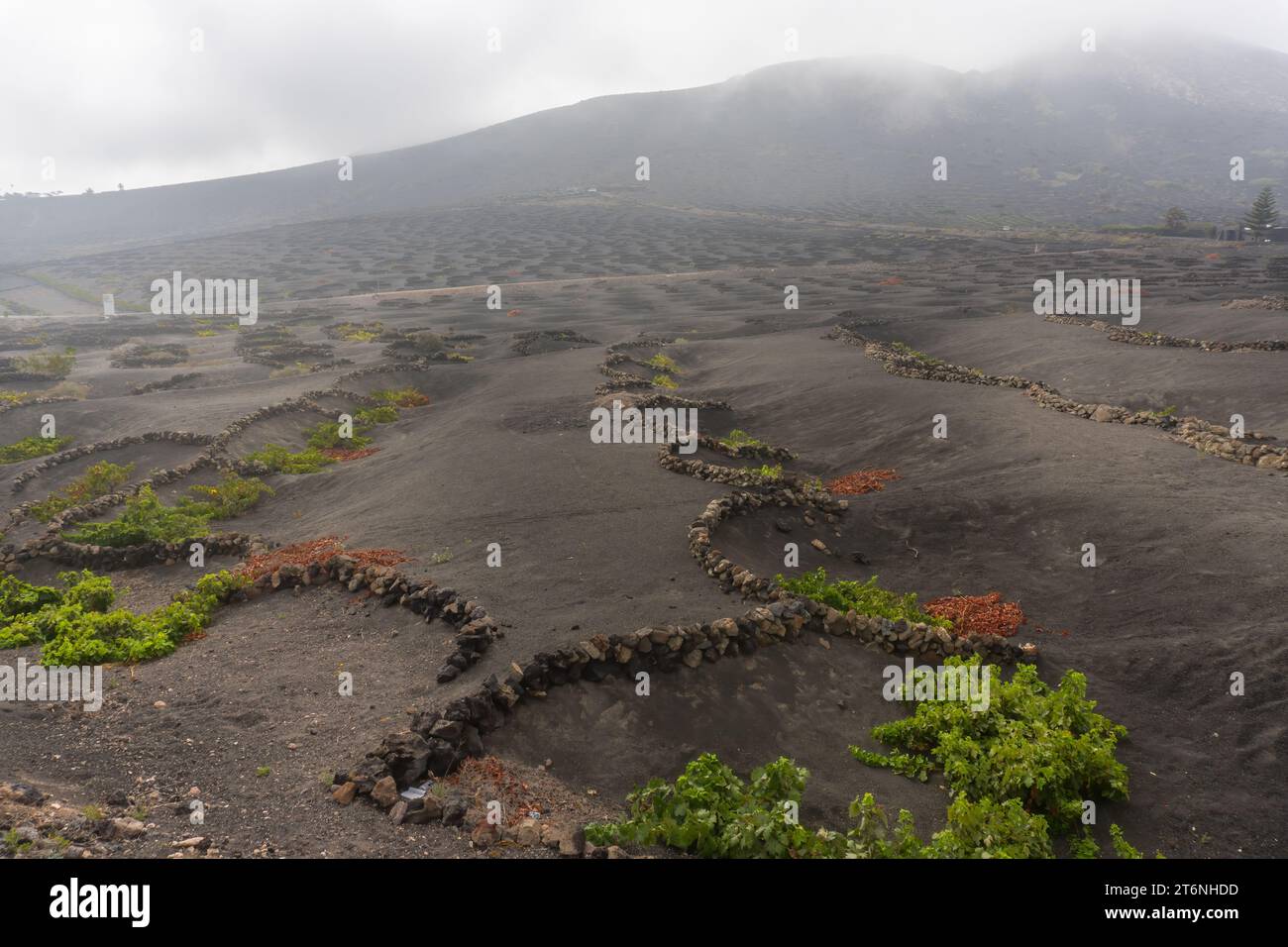 Blick auf Geria, eine der charakteristischsten und einzigartigsten landwirtschaftlichen Landschaften von Lanzarote an einem nebeligen Tag Stockfoto