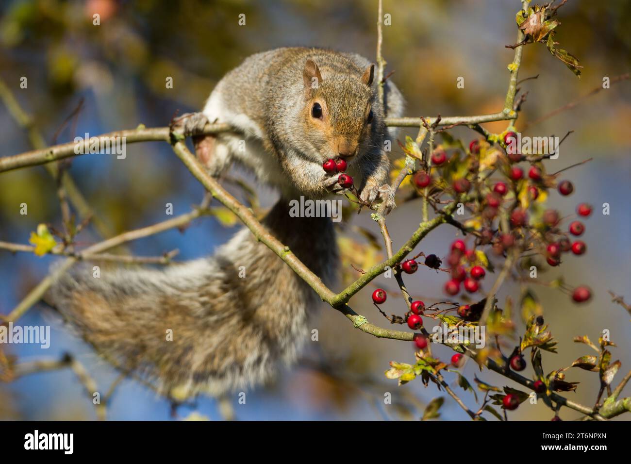 Graues Eichhörnchen in der Herbstsonne. Stockfoto