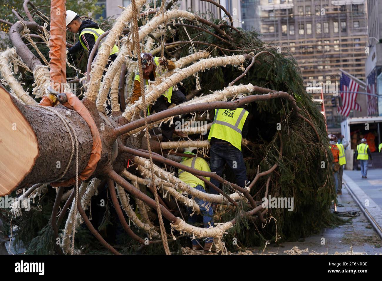 11. November 2023, New York, New York, USA: (NEUER) Weihnachtsbaum kommt im Rockefeller Center an. 11. November 2023, New York, USA: Die Ankunft des berühmten Weihnachtsbaums im Rockefeller Center in Midtown Manhattan am vergangenen Abend markierte den Beginn der Weihnachtszeit. Aus Vestal. New York und großzügig von der McGinley-Familie in der Region Binghamton gestiftet, wird diese 80 Meter große, 12 Tonnen schwere Norwegische Fichte bald mit 50.000 LED-Glühbirnen und einer Krone mit einem Stern aus 3 Millionen Swarovski-Kristallen funkeln. Erik Pauze, der Chefgärtner, der für die Auswahl und Überwachung des legendären Baumes verantwortlich ist. Hallo Stockfoto