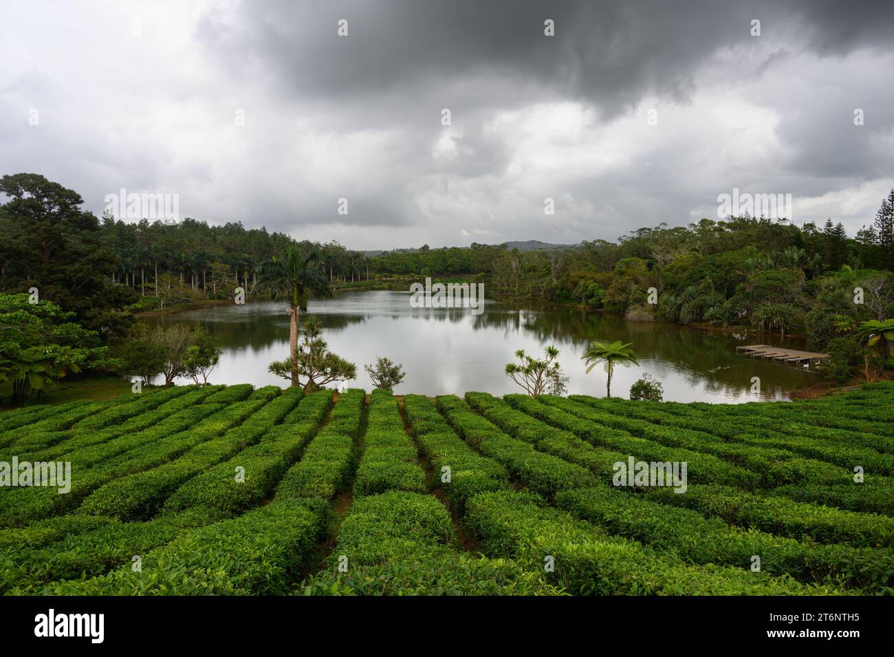 Teeplantage und See in Bois Cheri, Mauritius mit Sträuchern und Büschen Stockfoto