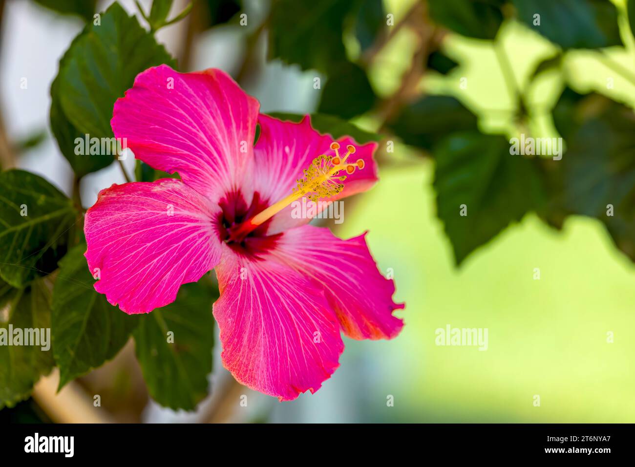 Blühender Hibiskus im Garten Stockfoto