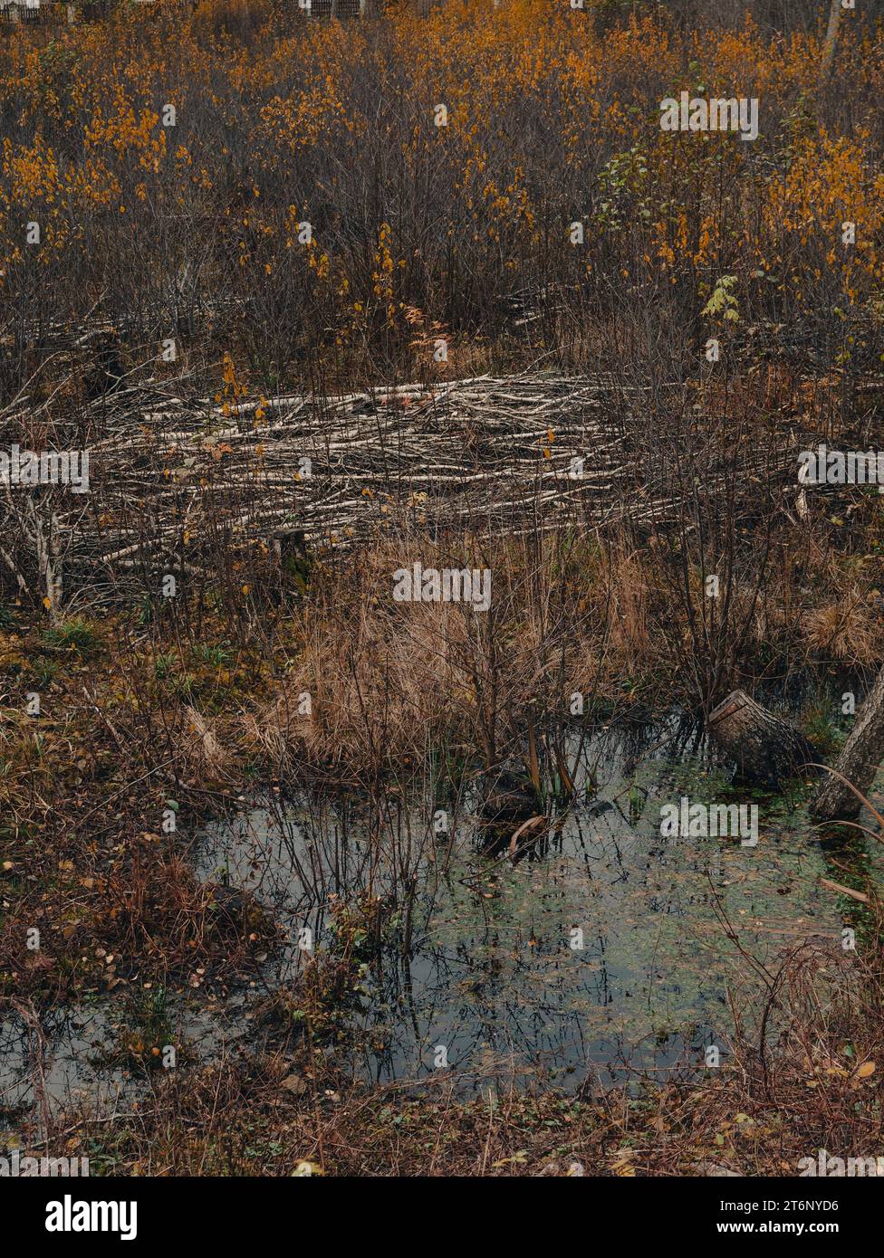 Herbstliche Waldsumpflandschaft Birkenbäume Büsche und verlassene Tische Stockfoto