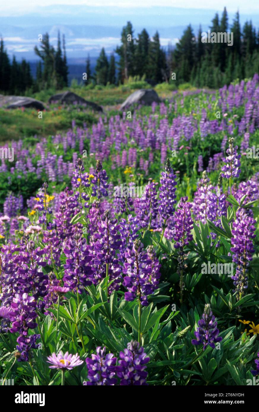 Lupine in Bird Creek Meadows, Yakama Indian Reservation, Washington Stockfoto