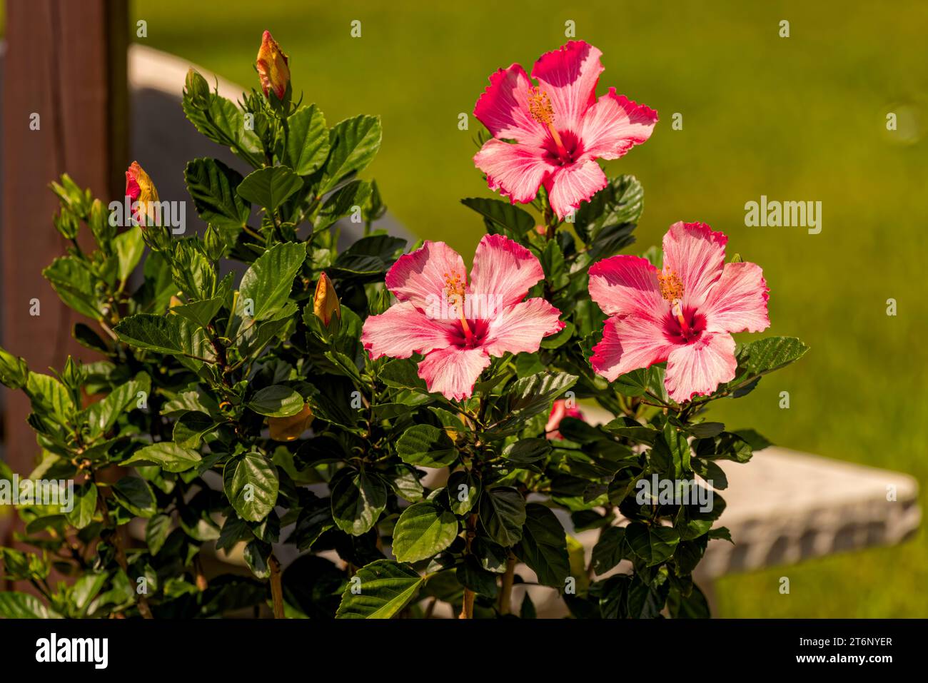 Blühender Hibiskus im Garten Stockfoto