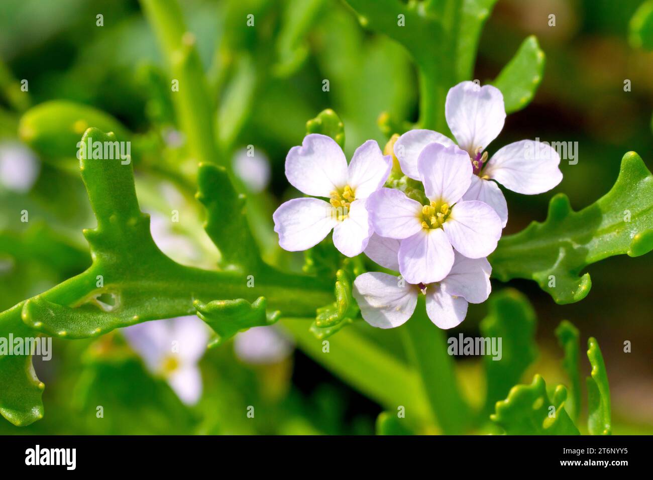 Sea Rocket (Cakile maritima), Nahaufnahme einer Gruppe rosafarbener Blumen mit den Blättern der gewöhnlichen Pflanze der Küste. Stockfoto