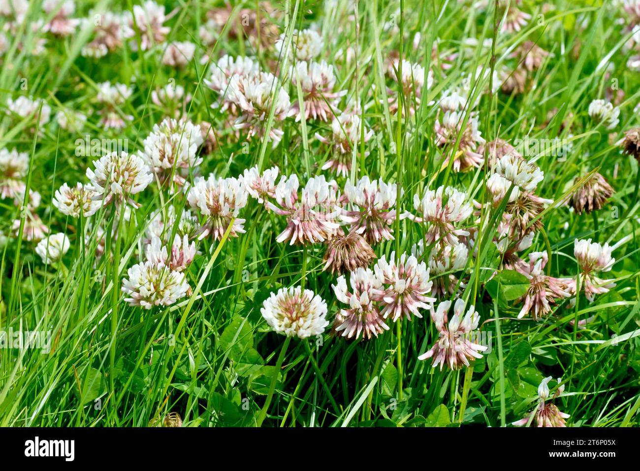 Weißer Klee (Trifolium repens), auch bekannt als niederländischer Klee, zeigt eine Masse der gewöhnlichen weißen Blüte, die auf einem Stück ungepflegtem Gras wächst. Stockfoto
