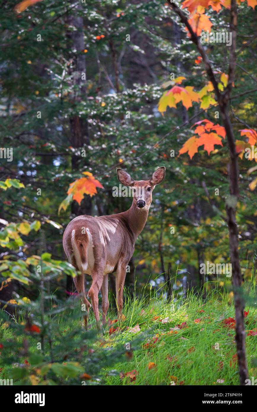 Ein Hirsch im Wald mit herbstlicher Laubfarbe am Nordufer des Lake Superior, Minnesota, USA. Stockfoto