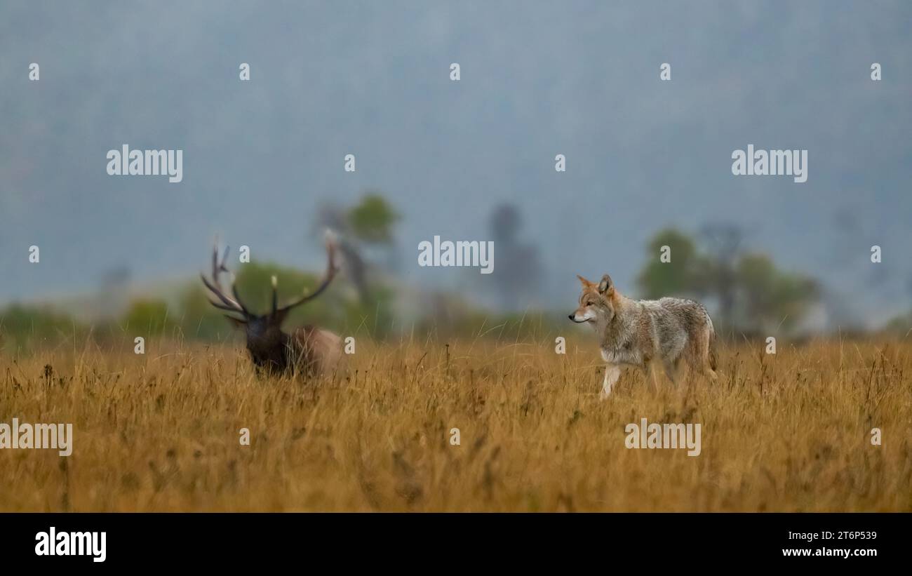 Ein Elch und ein wolfe im Waterton Lakes National Park, Alberta, Kanada. Stockfoto