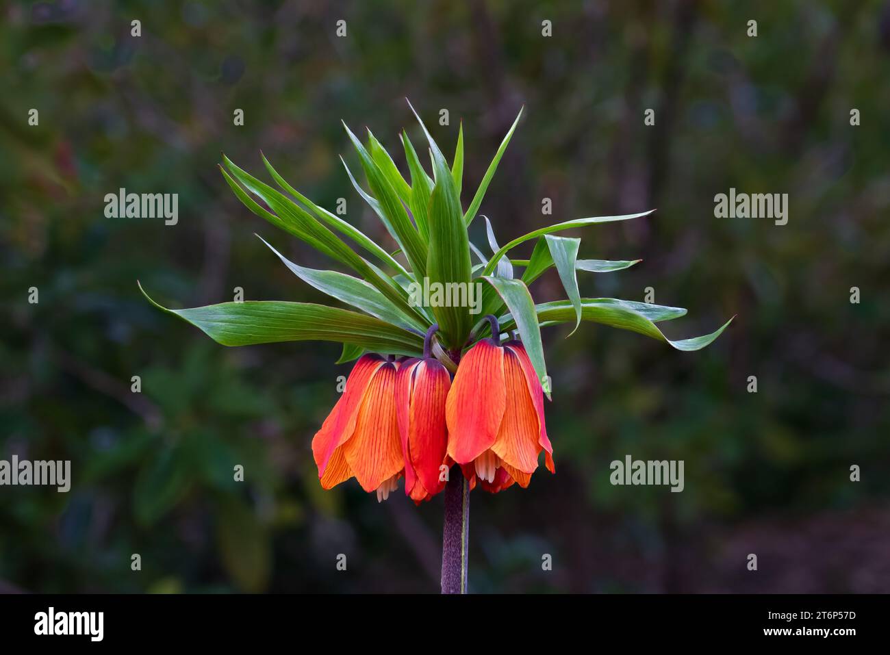 Fritillaria blüht in den Gärten der Royal Roads University in Victoria, Vancouver Island, British Columbia, Kanada. Stockfoto
