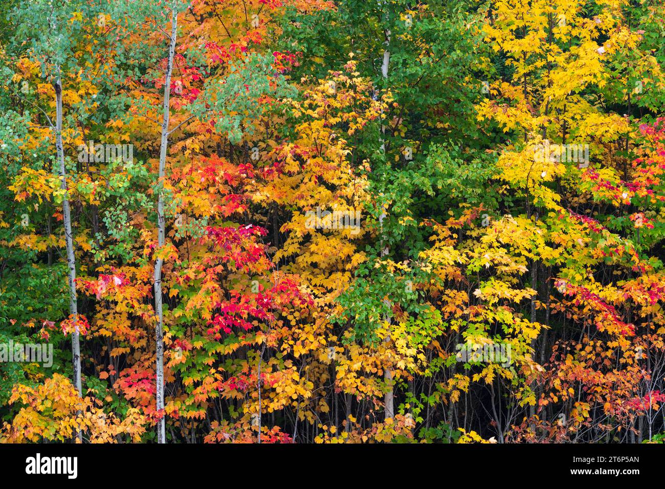 Herbstfarbe im Norden von Minnesota in der Nähe von International Falls, USA. Stockfoto