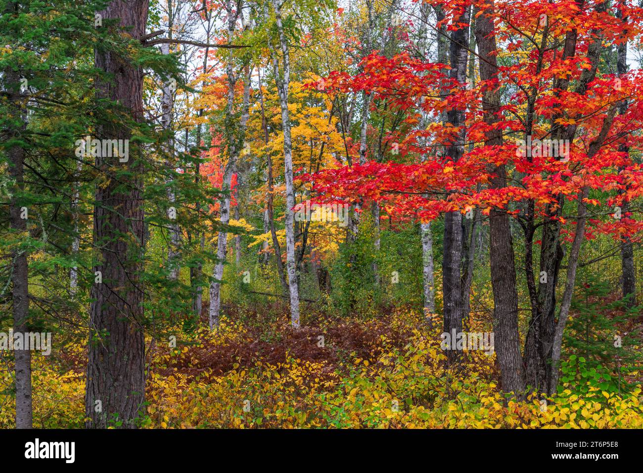 Herbstfarbe im Norden von Minnesota in der Nähe von International Falls, USA. Stockfoto