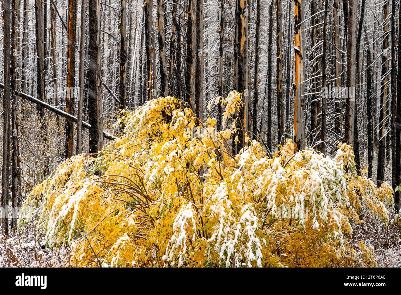 Der erste Schneefall der Saison in den höheren Lagen des Waterton Lakes National Park, Alberta, Kanada. Stockfoto