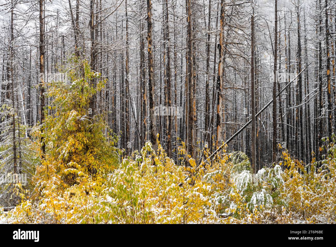 Der erste Schneefall der Saison in den höheren Lagen des Waterton Lakes National Park, Alberta, Kanada. Stockfoto