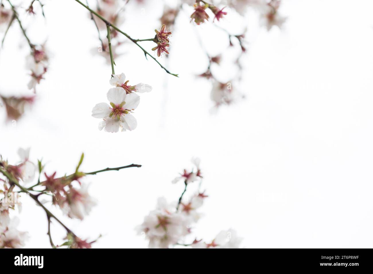 Natürliche Szene mit hübschen Mandelblüten, verschwommenem Hintergrund Stockfoto