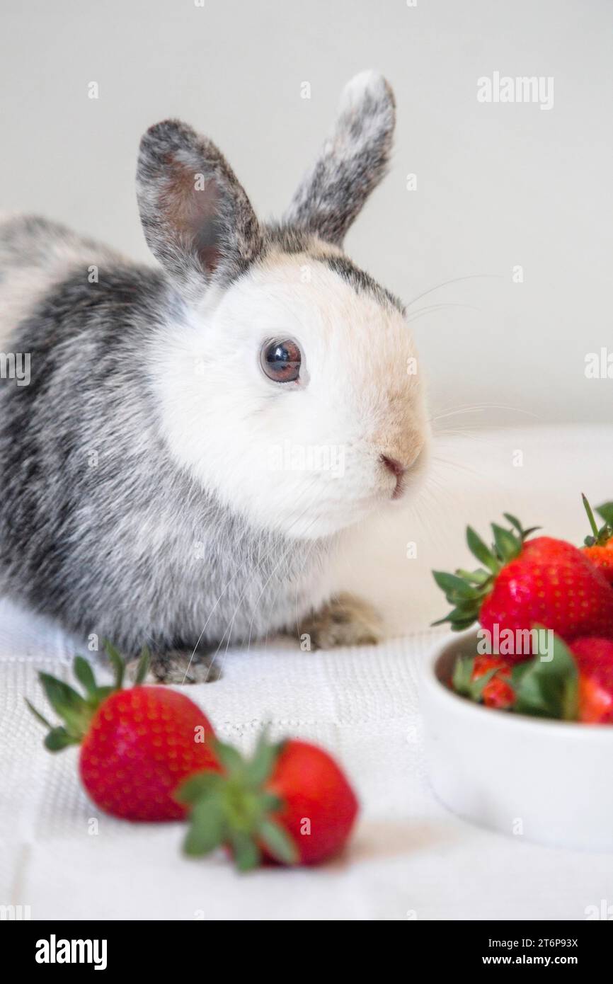 Porträt süße Hasen-Erdbeere Stockfoto