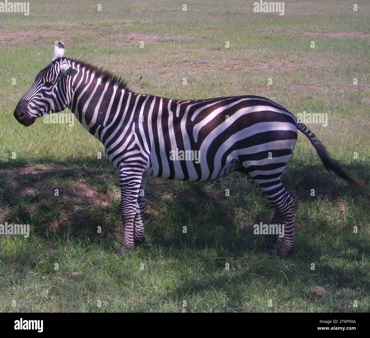 Zèbre du Kenia Stockfoto