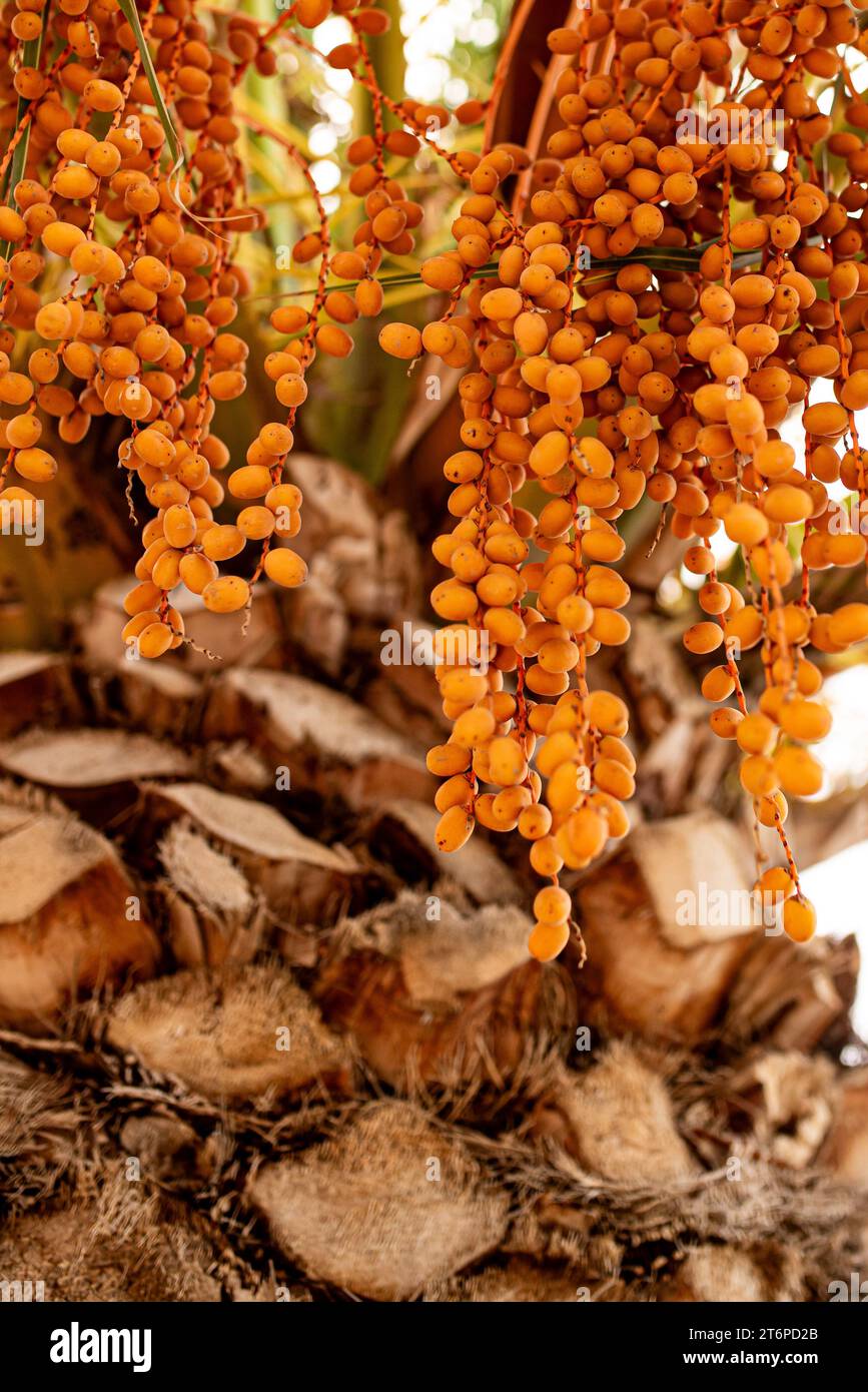 Unreife Dattelbündchen auf einer Palme. Stockfoto