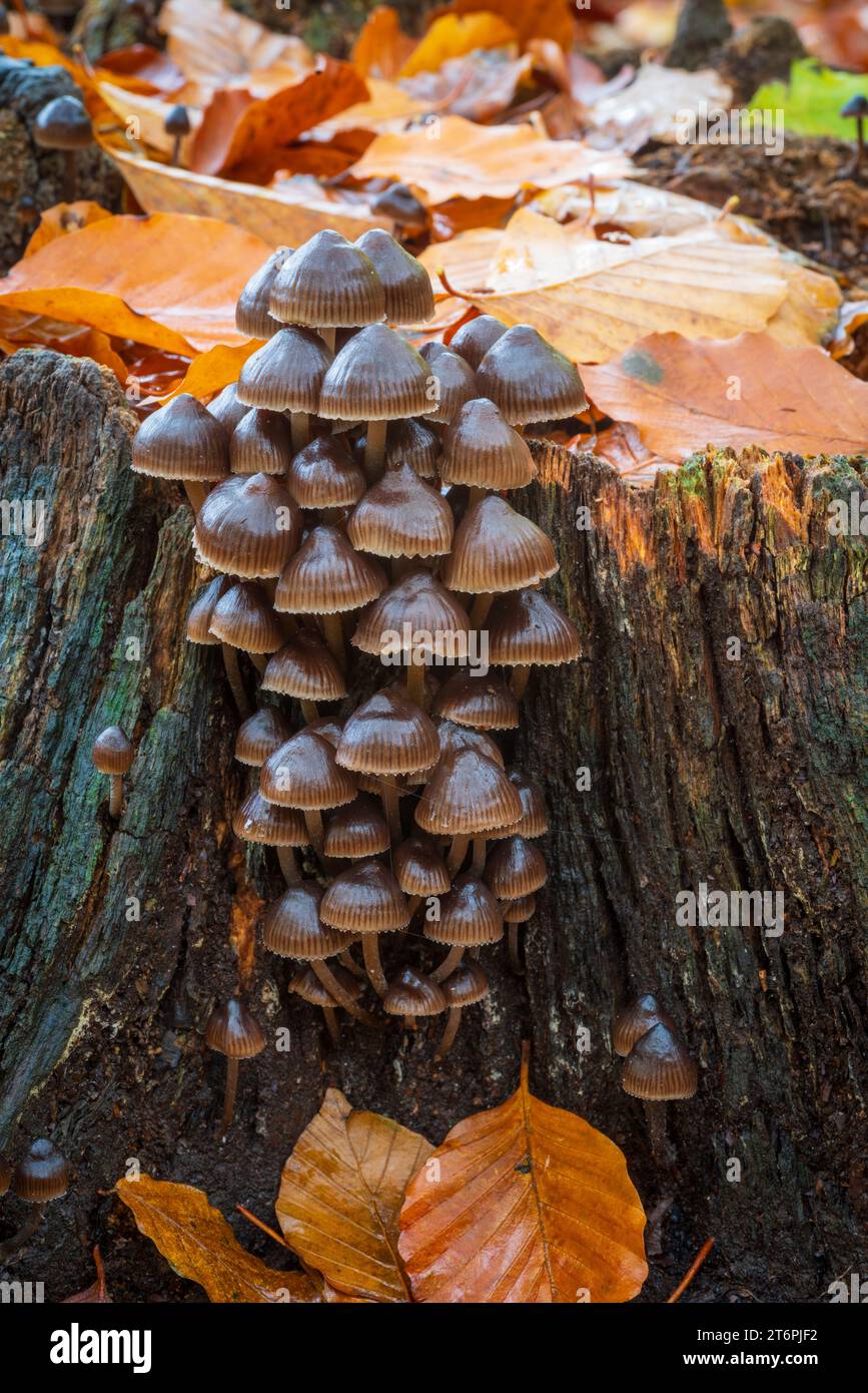 Nahaufnahme schöner Pilze in einem Herbstwald Stockfoto