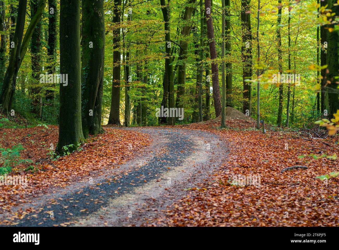 Wanderweg in einem wunderschönen Herbstwald Stockfoto