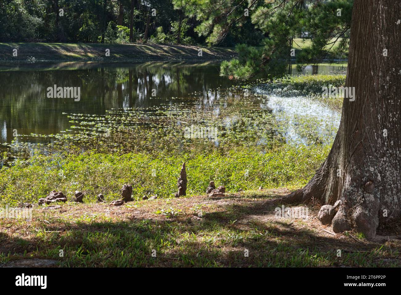 Glatzzypressen- und Kniestrukturen, die aus dem Rand eines Süßwassersees in Houston, Texas, ragen. Stockfoto
