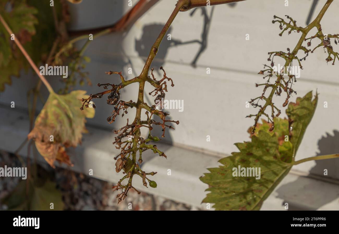 Weinreben, die von Amseln aus Trauben gerissen wurden Stockfoto