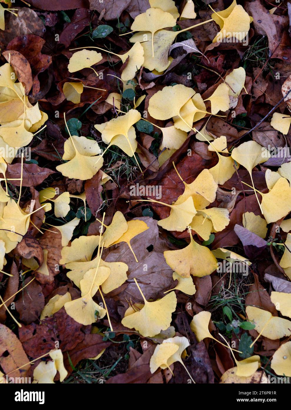 Blätter von einem Ginkgo-Biloba-Baum bedecken den Boden in Abingdon, Virginia. Stockfoto