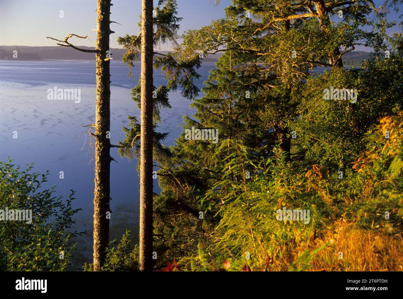 Willapa Bay, Bruceport County Park, Washington Stockfoto