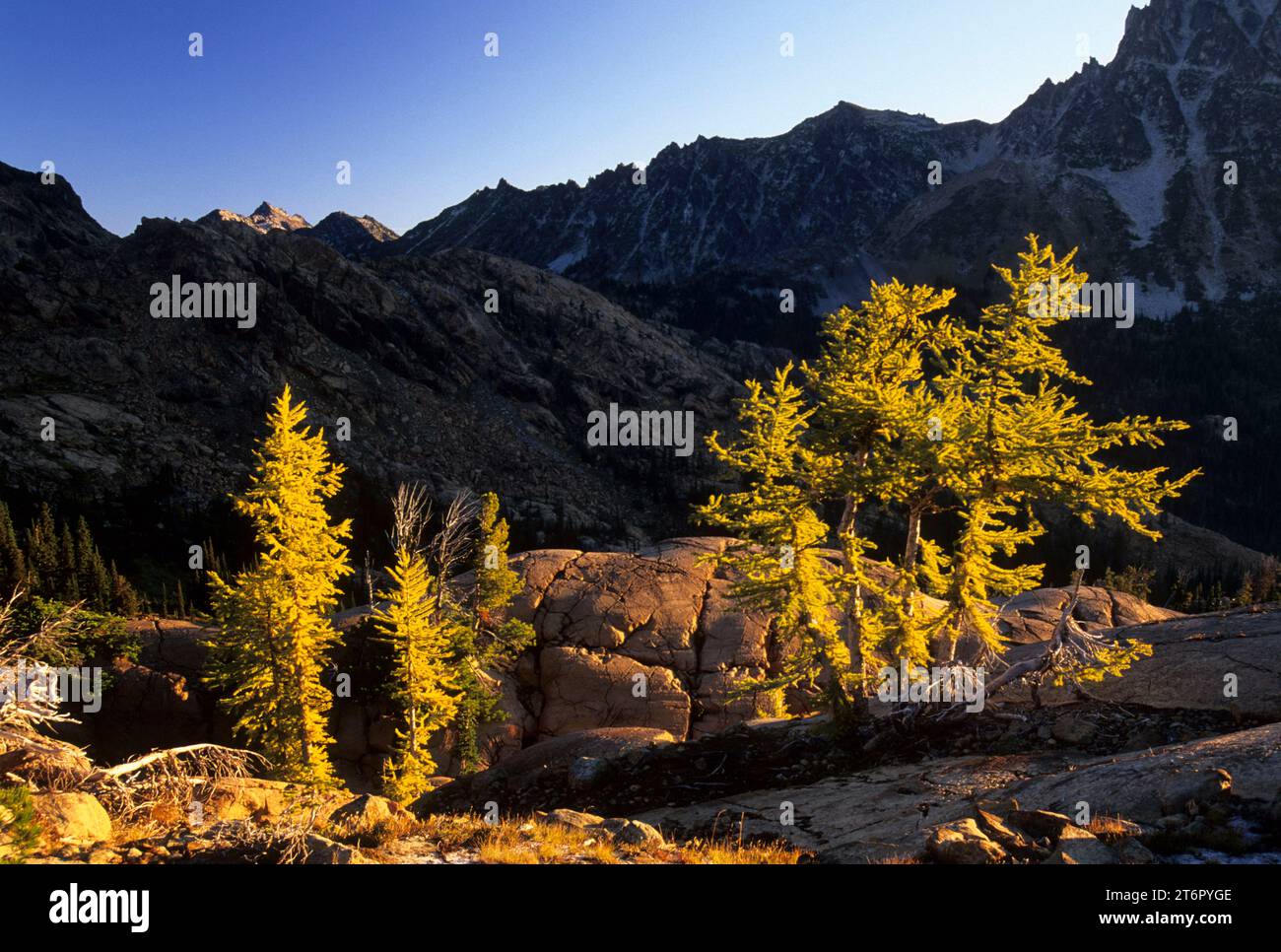 Lärche, alpinen Seen Wüste, Wenatchee National Forest, Washington Stockfoto